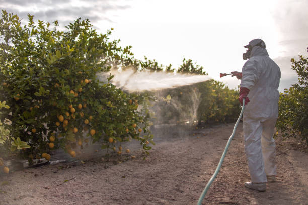 Wasp Removal Services in Vineland, NJ